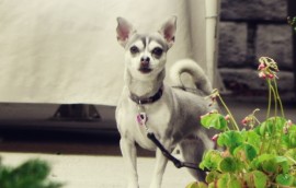 POVEDZ KTO SI A ČO CHCEŠ ?! Alebo...Ako sme celý čas brechali na nesprávne dvere!